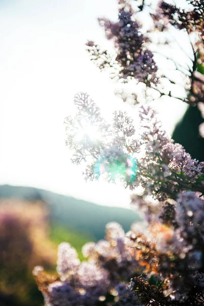 Flare Luz Solar Abstrato Sobre Ramo Lilac Início Primavera — Fotografia de Stock