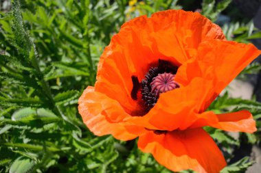 Güzel kırmızı afyon gelinciği çiçeği Papaveraceae familyasından çiçek açan bir bitki türü.