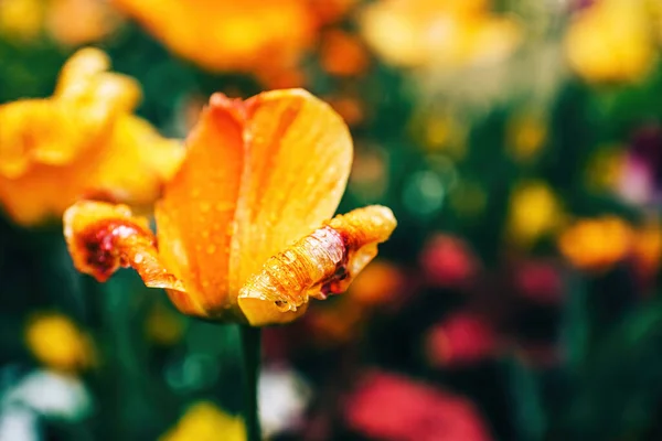 Close Flores Tulipa Flor Início Primavera Com Miríades Gotas Água — Fotografia de Stock