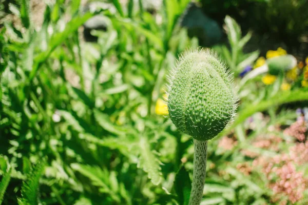 Ανοιγμένο Μπουμπούκι Του Άνθους Opium Poppy Είδη Ανθοφόρων Φυτών Της — Φωτογραφία Αρχείου