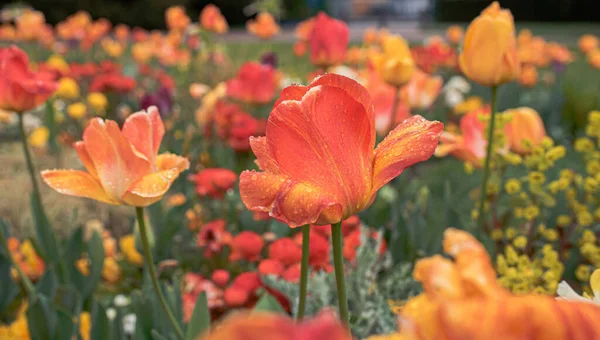 Tulip Flowers Bloom Early Spring Myriads Water Drops —  Fotos de Stock