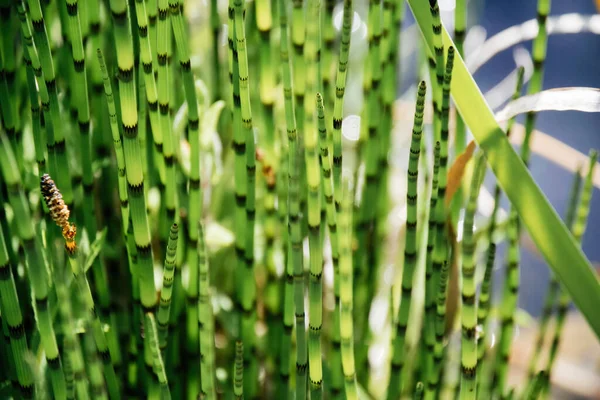 Közelkép Makró Lövés Equisetum Fluviatile Víz Zsurló Vagy Mocsár Zsurló — Stock Fotó