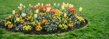 Çiçek kompozisyonu yeşil bahar parkında toplanır laleler ve diğer renkli çiçeklerle