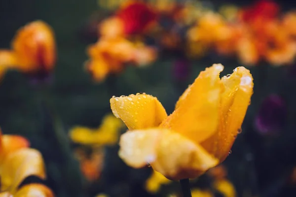 Detailní Makro Záběr Kapky Vody Okvětní Lístky Žlutého Tulipánu Rozostřené — Stock fotografie