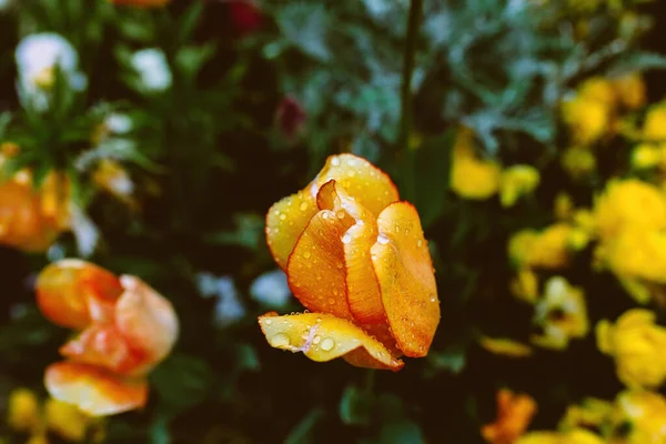 Macro Close Cabeça Flor Tulipa Coberta Com Várias Gotas Água — Fotografia de Stock