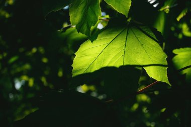 Spring green leaf in tree illuminated with warm colorful sun