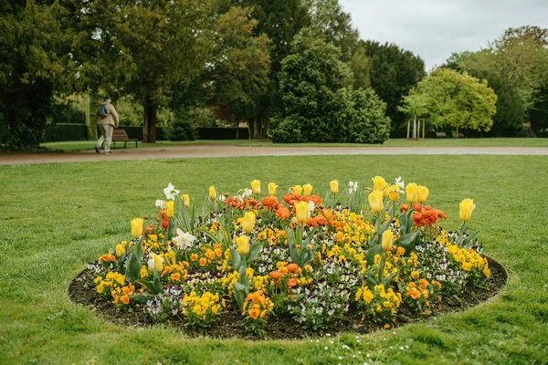 Green Park Vivid Lawn Decoration Composition Tulips Narcissus Daffodils — Stok fotoğraf