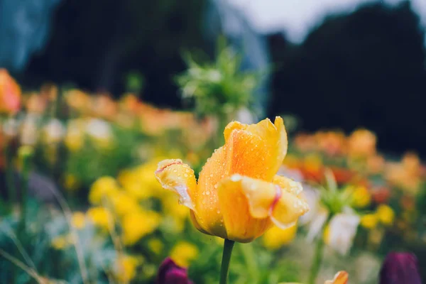 Tulipa Amarela Coberta Com Gotas Água Chuva Parque Verde Fundo — Fotografia de Stock