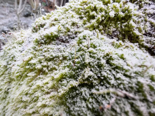 Moss Covered Tree Trunk Covered Snow Flakes — Stock Photo, Image