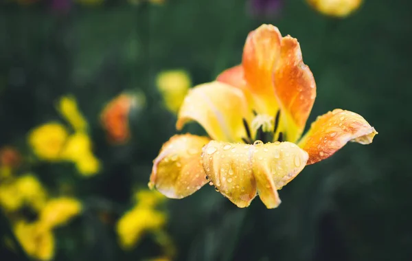 Damlaları Sarı Lale Çiçeğinin Üzerindeki Çiğ Taneleri Yakın Plan Fotoğraf — Stok fotoğraf