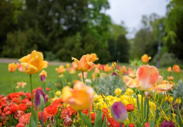 Múltiples Tulipanes Húmedos Parque Verde Principios Primavera —  Fotos de Stock