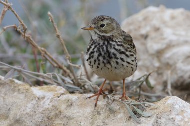 çayır incir kuşu - anthus pratensis