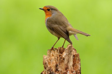 Robin - Erithacus rubecula