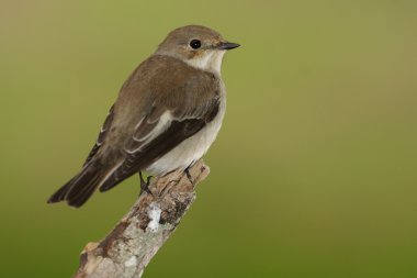 Alaca sinekkapan - ficedula hypoleuca