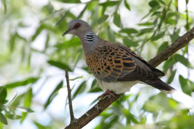 kumru - streptopelia turtur