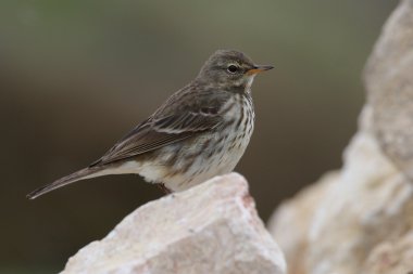 incir kuşu - anthus spinoletta