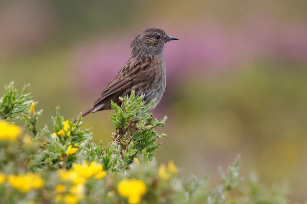 Prunella modularis - Prunella modularis — Foto Stock