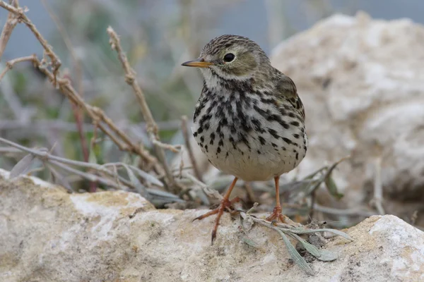 Meadow Pipit - Anthus pratensis — Stock Photo, Image