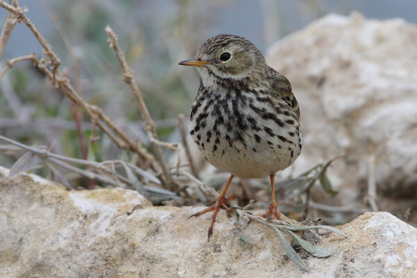 Meadow Pipit - Anthus pratensis