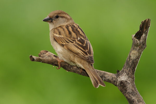 House Sparrow - Passer domesticus