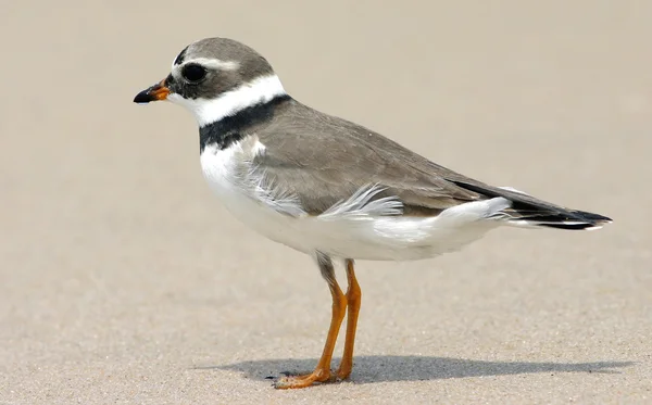 Chorro anillado - Charadrius hiaticula — Foto de Stock