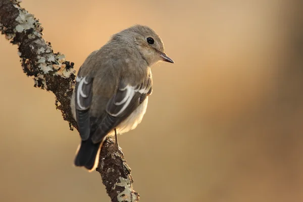 Pied Flycatcher - Ficedula hypoleuca — Stock Photo, Image