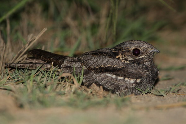 Nightjar - Caprimulgus europaeus