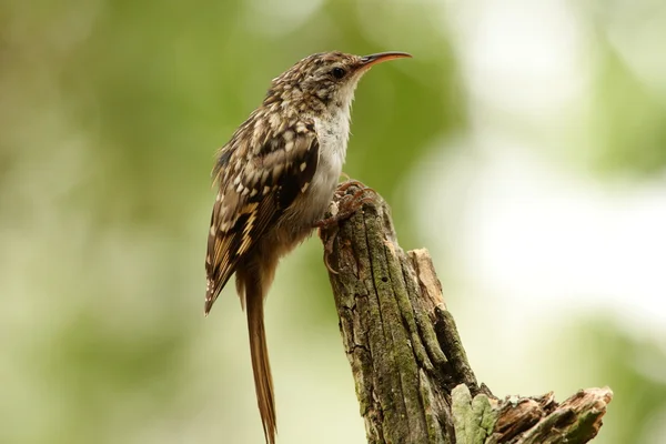 Kurzzehen-Baumwächter - certhia brachydactyla — Stockfoto