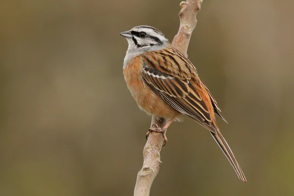 Rock Bunting - Embriza cia — Stock Photo, Image