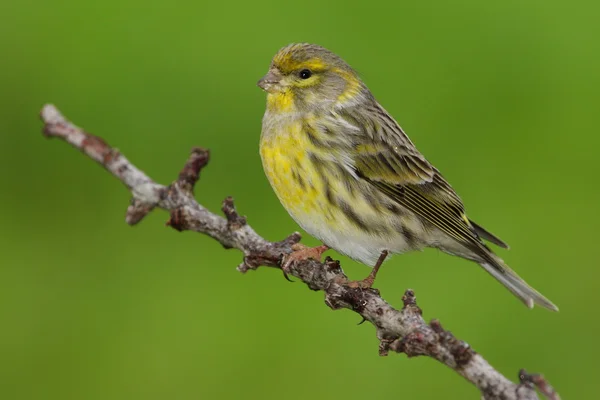 Serin - Serinus serinus — Stock Photo, Image