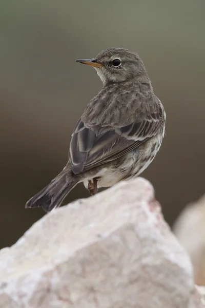 Water Pipit - Anthus spinoletta — Stock Photo, Image