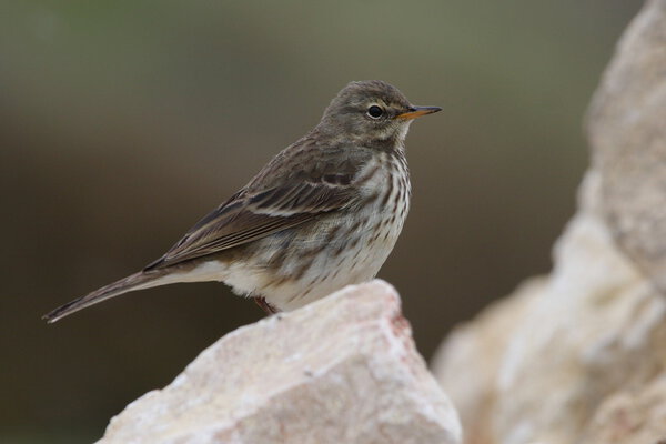 Water Pipit - Anthus spinoletta