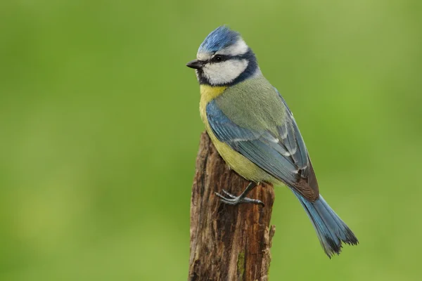 Parus caeruleus — Fotografia de Stock