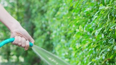 Sulama ağacı. Kadın kolları su püskürtme hortumu kullanıyor. Bahçedeki bitki ve ağaçları sulamak için hortumlu kadın bahçıvan. Lastik tüpten su enjekte edilmiş. Çiçeklerin bahçesini suluyorum..