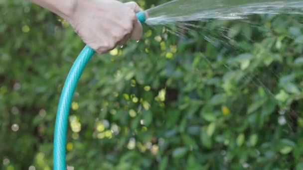 Gießbaum Frauenarme Setzen Wasserspritzschläuche Ein Gärtnerin Mit Schlauch Zur Bewässerung — Stockvideo