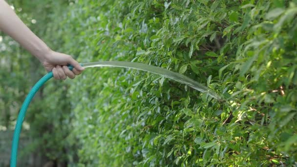 Sulama Ağacı Kadın Kolları Püskürtme Hortumu Kullanıyor Bahçedeki Bitki Ağaçları — Stok video