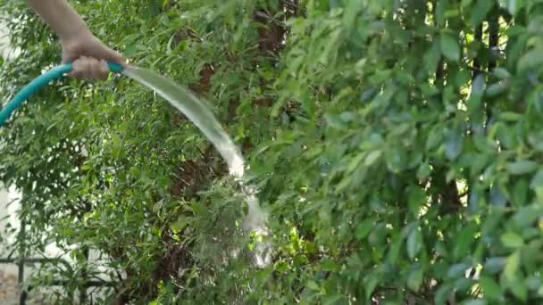 木に水をやる 女性の腕は水噴霧ホースを使用しています 家庭菜園で植物や木に水をやるためのホースを持つ女性庭師 ゴムチューブからの水の注入 植物の裏庭に水をやる — ストック動画