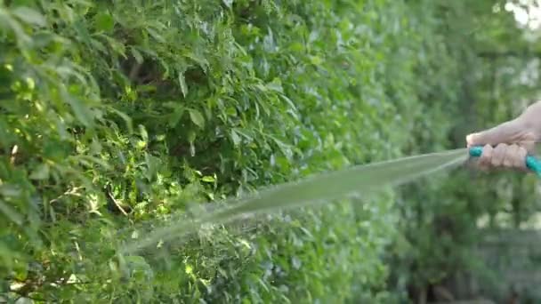 Sulama Ağacı Kadın Kolları Püskürtme Hortumu Kullanıyor Bahçedeki Bitki Ağaçları — Stok video