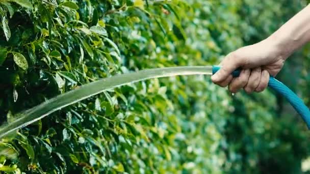 木に水をやる 女性の腕は水噴霧ホースを使用しています 家庭菜園で植物や木に水をやるためのホースを持つ女性庭師 ゴムチューブからの水の注入 植物の裏庭に水をやる — ストック動画