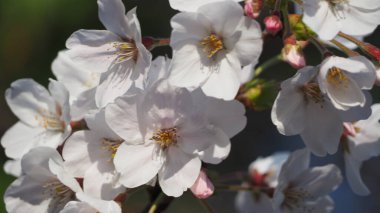 Beyaz kiraz çiçekleri. Sakura ağaçları Mart 'tan Nisan' a kadar Meguro Ward Tokyo 'da tam çiçeklenir. Çiçek açan kiraz ağaçları manzara ve festivaller için mükemmeldir. 5 yapraklı Sakura çiçekleri..