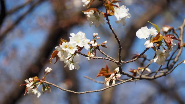 White Cherry Blossoms Sakura Trees Full Bloom Meguro Ward Tokyo — Stock Photo, Image