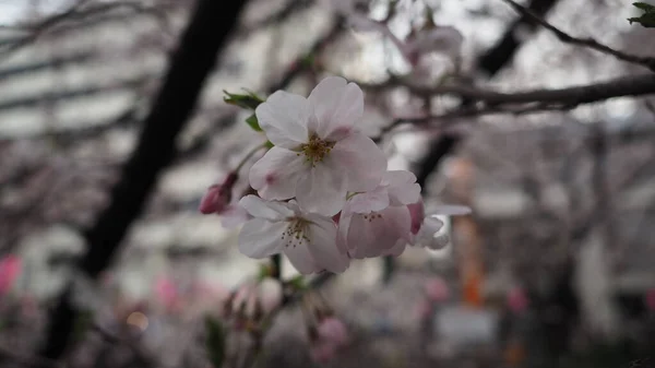 白色的樱花 3月至4月间 日本东京Meguro Ward的樱花盛开 樱花盛开的树非常适合观光和节庆 五瓣樱花 — 图库照片