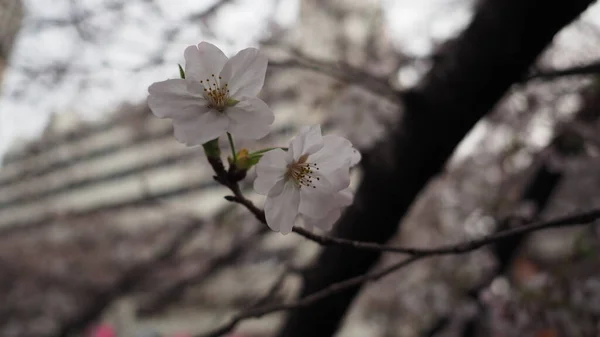 Белые Вишни Цветут Цветут Сакуры Районе Мэгуро Токио Марта Апрель — стоковое фото