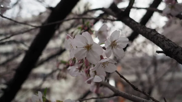 白い桜 桜は3月から4月にかけて東京都目黒区で満開を迎えます 満開の桜は観光や祭りに最適です 花弁数5枚の桜 — ストック写真