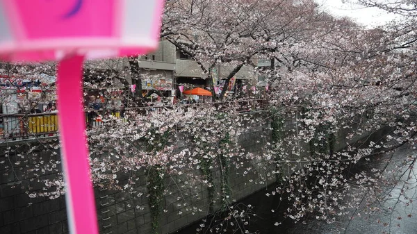 White Cherry Blossoms Sakura Trees Full Bloom Meguro Ward Tokyo — Stock Photo, Image