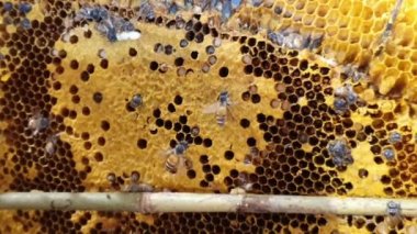 Arılar bal peteğinde. Arı ekmekle bal peteği. İşçi arılar bal üretimi ve üretimi için kovanları işgal ediyorlar. Yiyecek ve içecek yapımında kullanılabilir. Tatlı doğal tat. El kamerası..