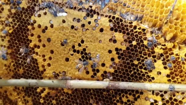Bijen Honingraat Honingraat Met Bijenbrood Werkbijen Bezetten Korf Voor Honingproductie — Stockvideo