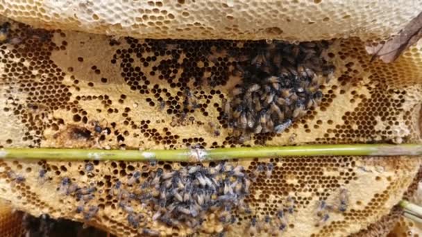 蜂は蜂の巣の上に 蜂のパンとハニカム ミツバチは蜂蜜の生産と繁殖のために巣を占有する 食品や飲料を作るために使用することができます 甘い自然の味 手持ちカメラ — ストック動画