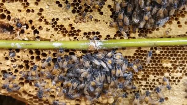 Las Abejas Panal Panal Abeja Con Pan Abeja Las Abejas — Vídeo de stock