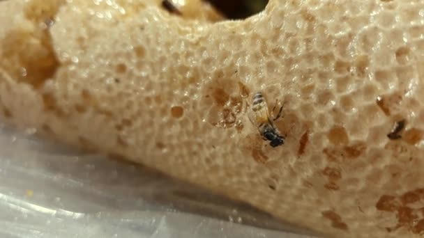 Μέλισσες Στην Κηρήθρα Μελισσοκόριτσο Ψωμί Εργάτριες Μέλισσες Καταλαμβάνουν Την Κυψέλη — Αρχείο Βίντεο